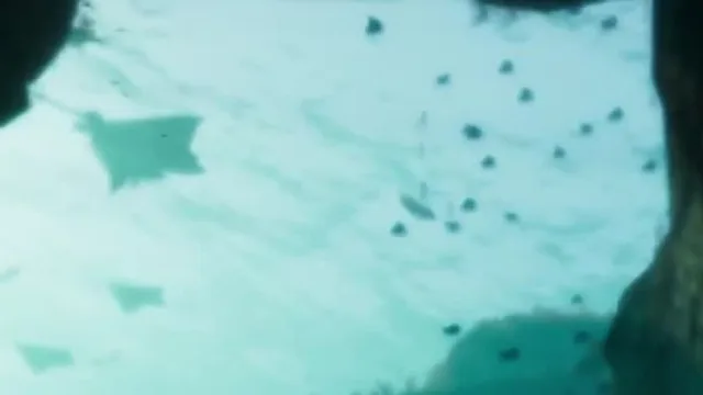 Eagle Ray