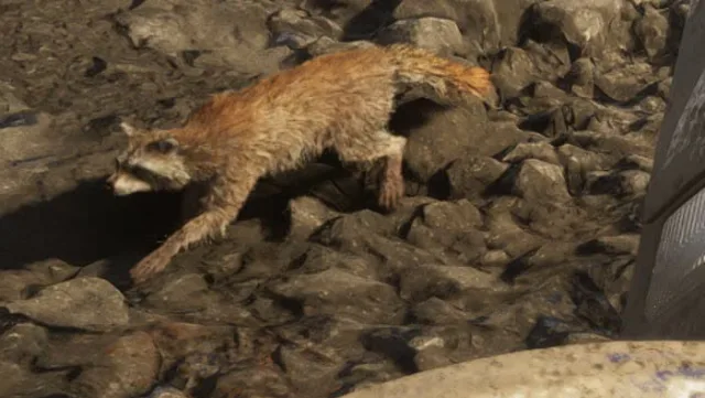 Raccoon