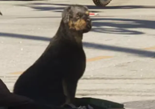 Rottweiler