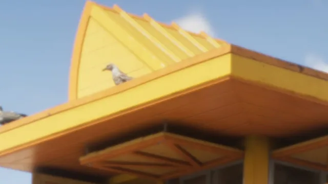 Seagull