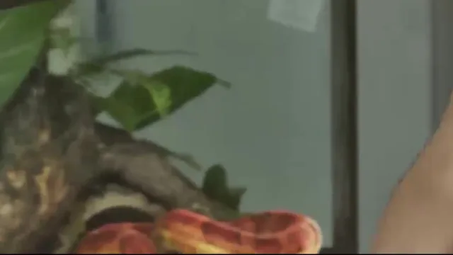 Snake