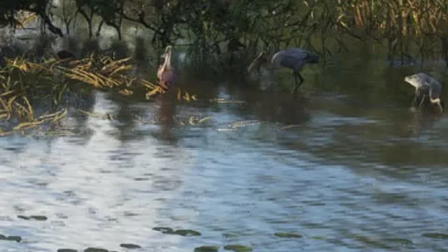 Roseate Spoonbill